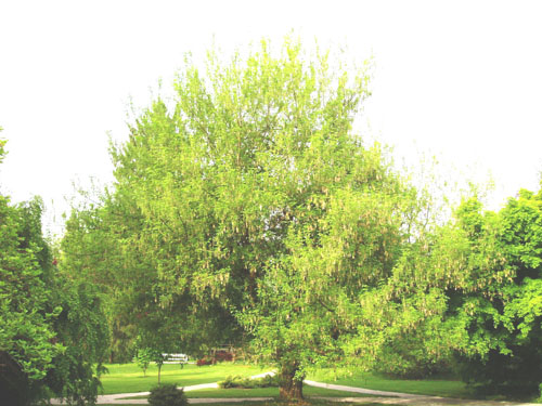 ACER NEGUNDO - Javor jesenovec-image