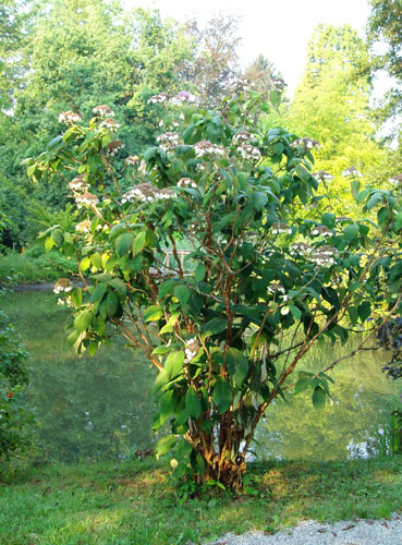HYDRANGEA VILLOSA - Mehkodlakava hortenzija-image