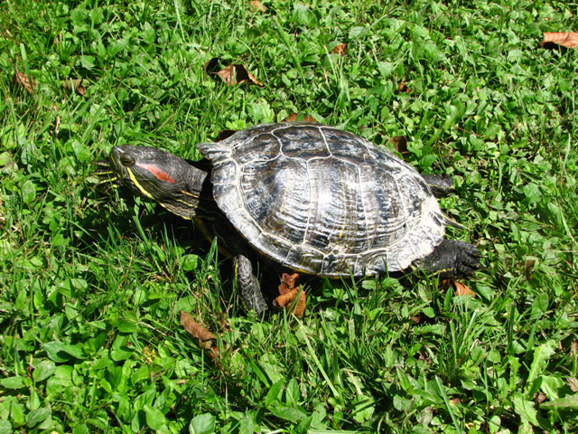 Živali v Arboretumu