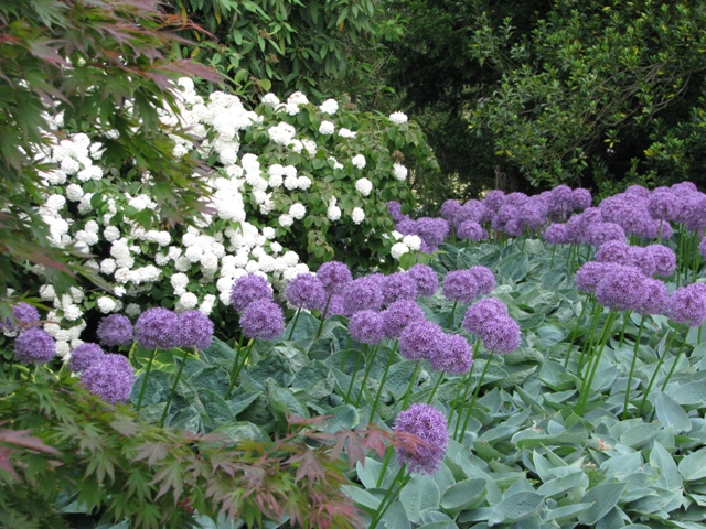 Okrasni luki in hoste