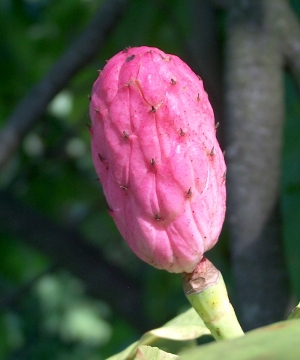 Birni plod-magnolija