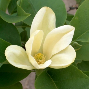 Cvet-magnolija