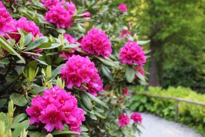 Rododendroni najlepše cvetijo maja