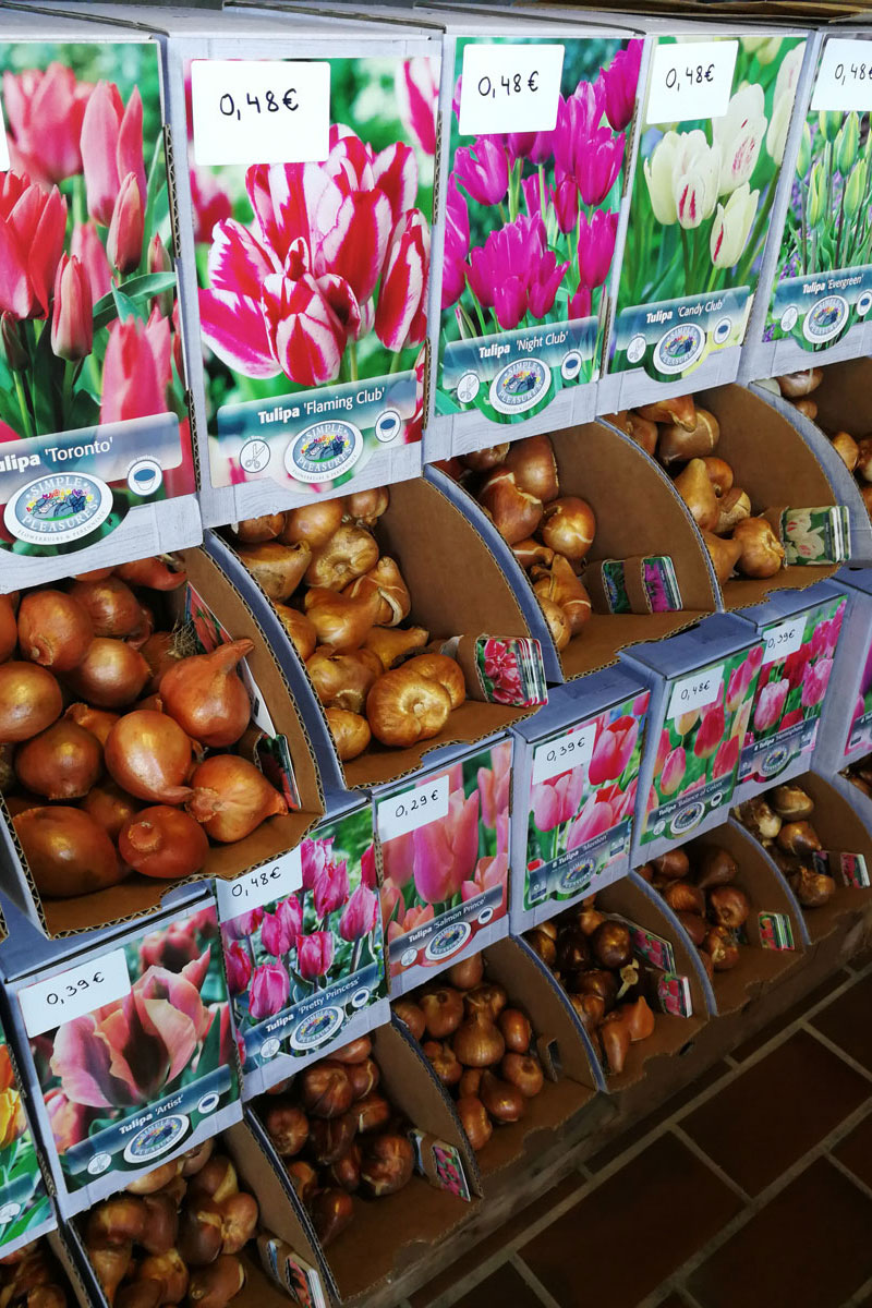 Čebulice tulipanov