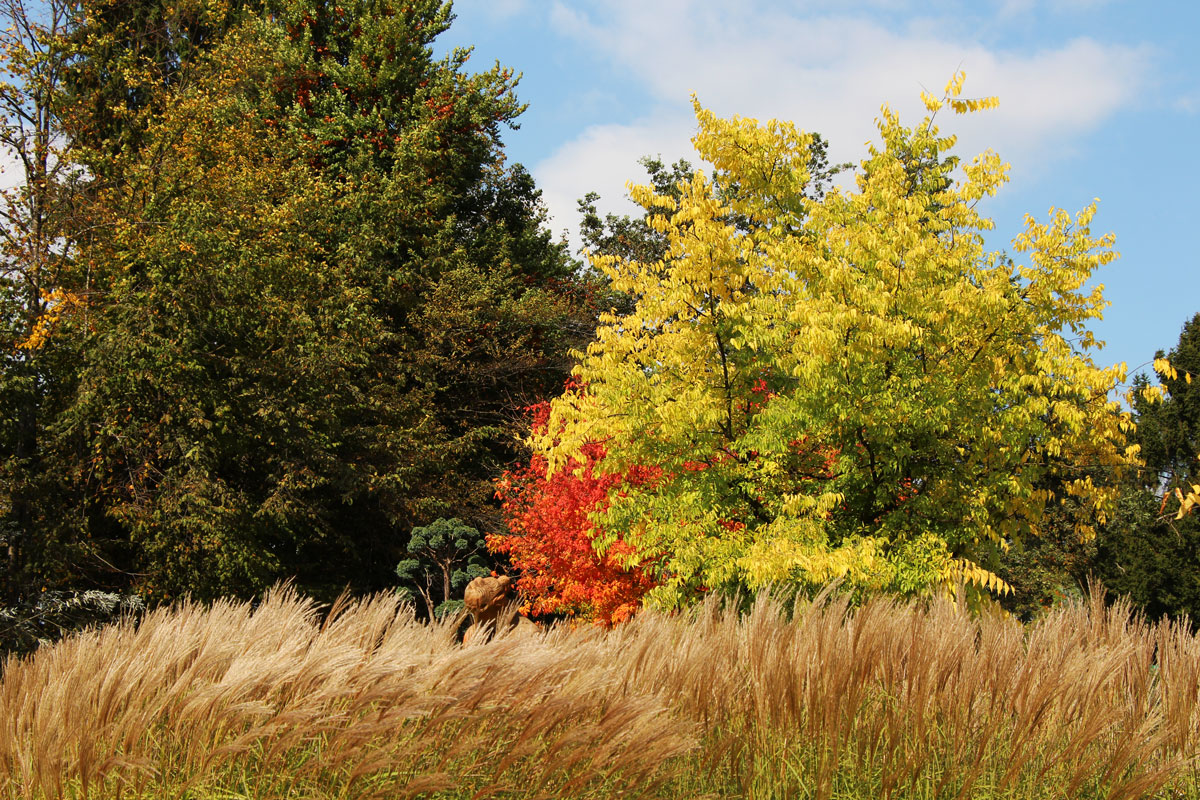 Jesen v Arboretumu Volčji Potok
