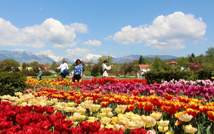 Spomladanska razstava tulipanov v Arboretumu Volčji Potok