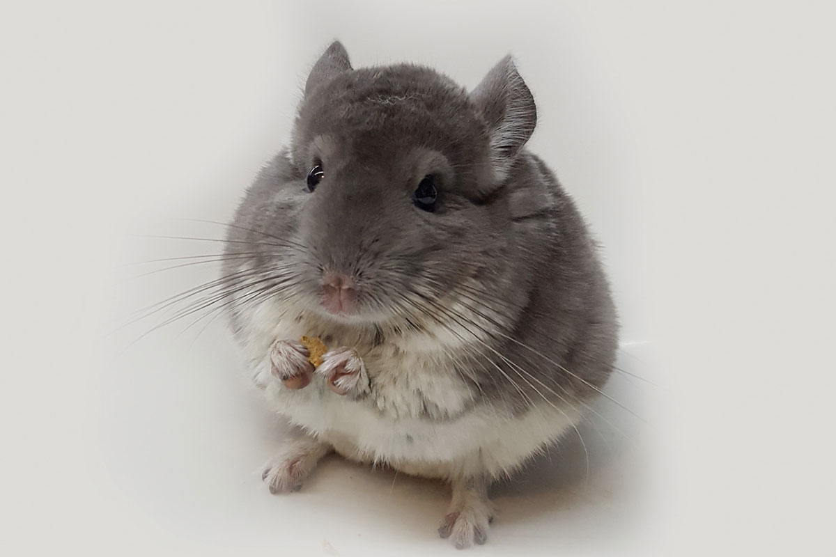 Srečanje z živalmi