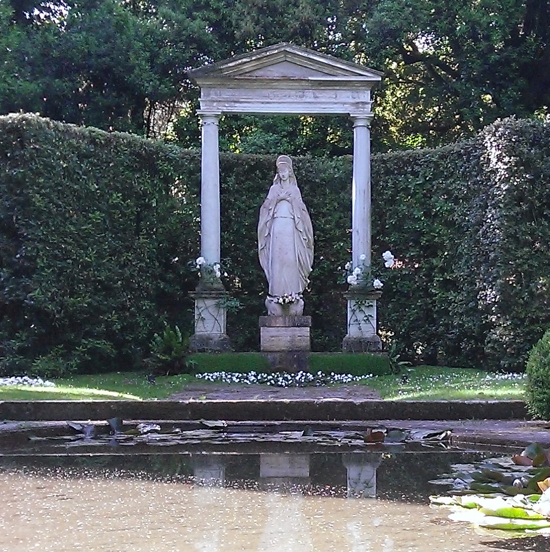 Popenjavaka, ki raste v Castel Gandolfu ob Marijinem kipu