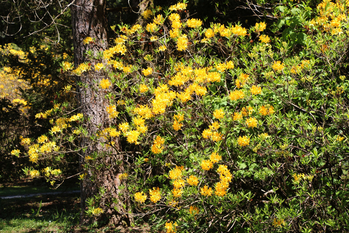 Rododendroni v Arboretumu