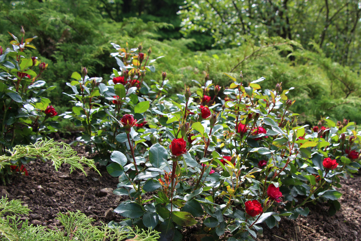 Vrtnica Zepeti Vrtnica Zepeti v Arboretumu
