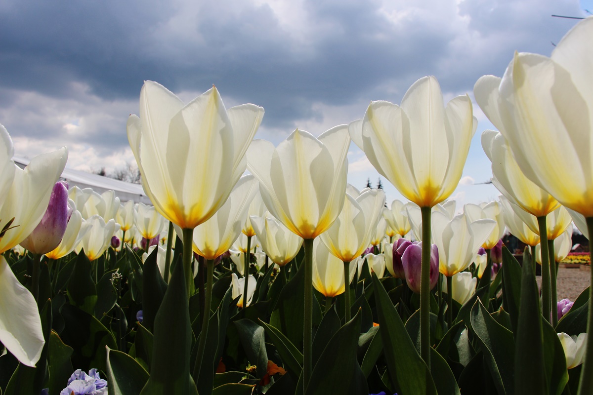 30. razstava tulipanov