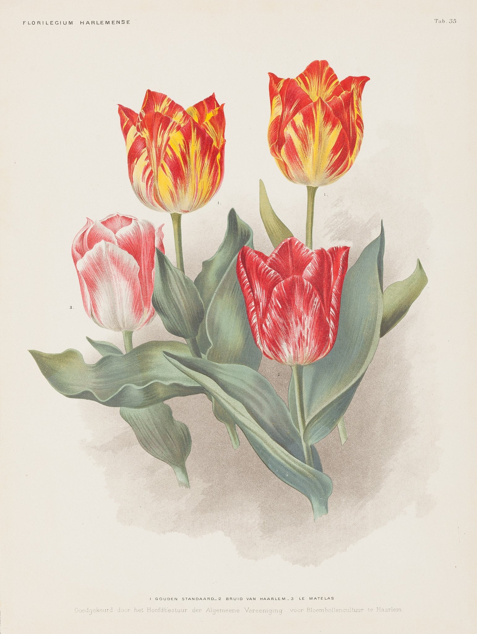 Tulipani