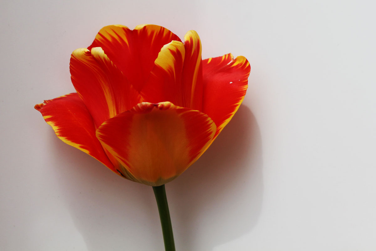 Tulipan