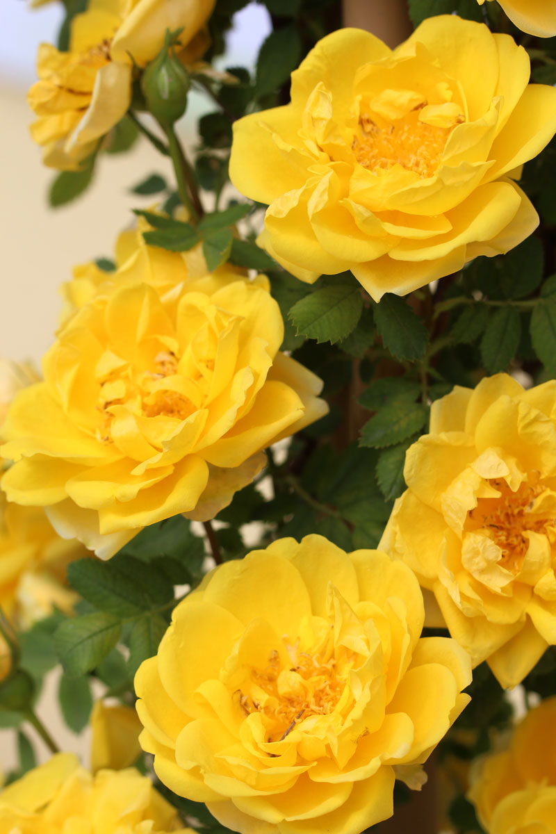 Cvetoči rožni vrt Marije Auersperg Attems