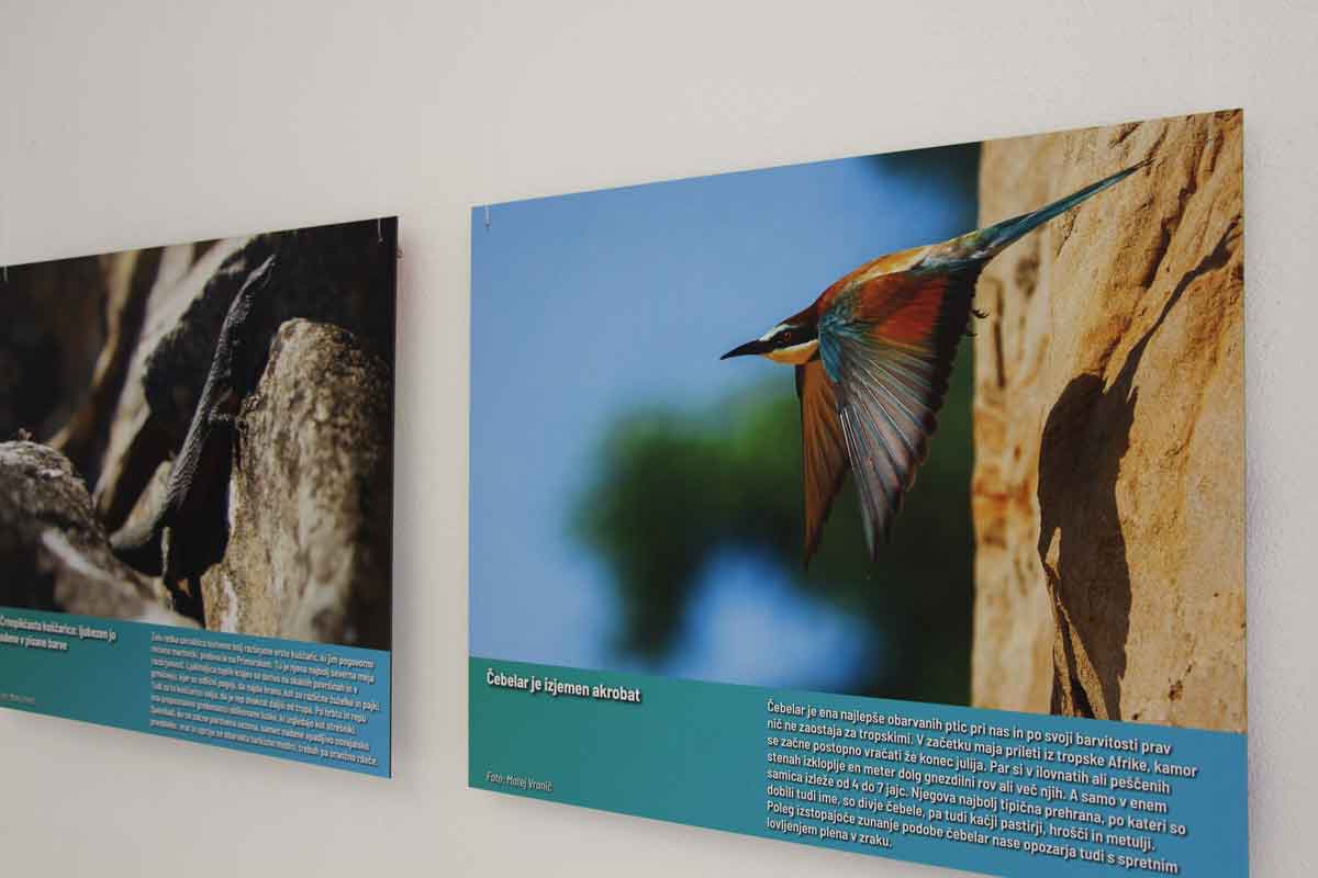 Vodenje po razstavi “Natura 2000 in Divja Slovenija: Narava povezuje”