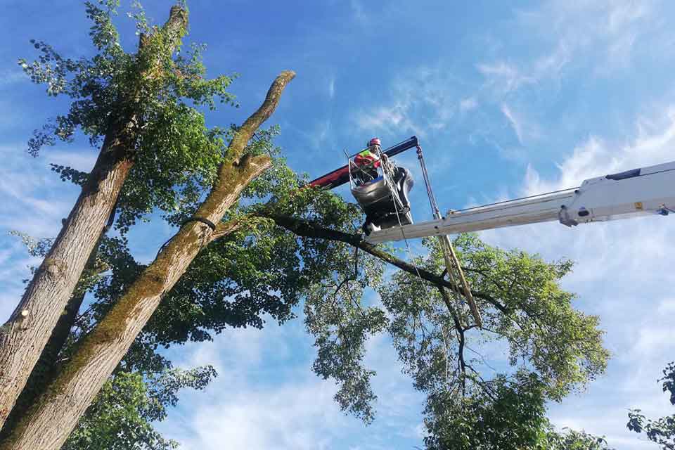 Strokovna odstranitev starega drevesa