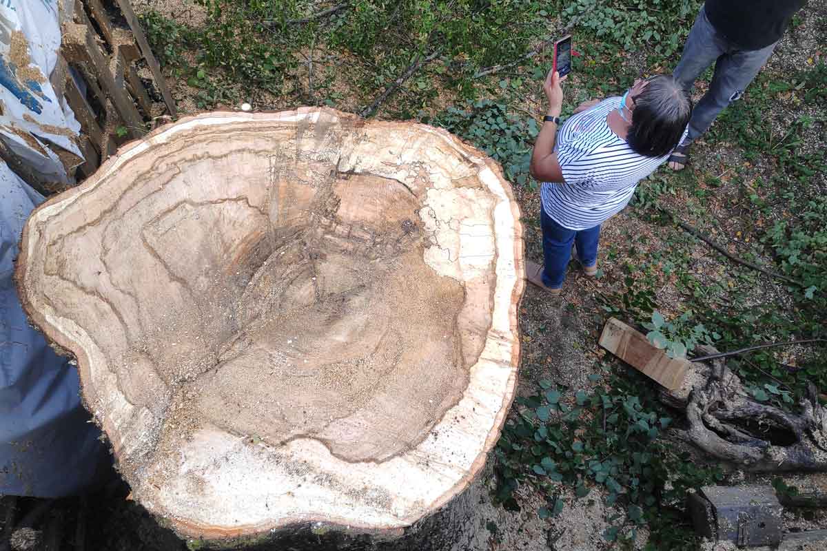 Strokovna odstranitev starega drevesa