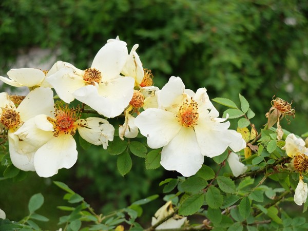 Vrtnice bodičevke v Arboretumu Volčji Potok