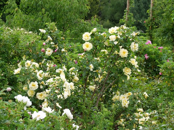 Kanadske vrtnice v Arboretumu Volčji Potok