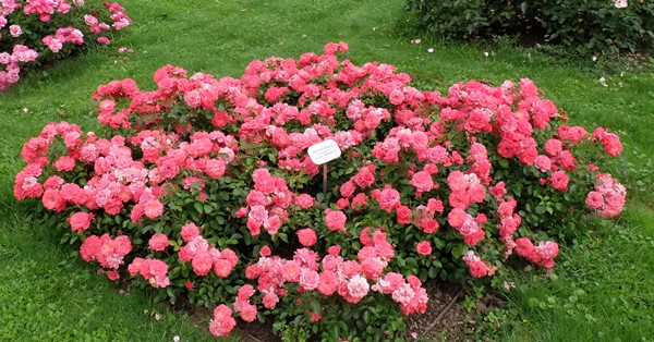 Floribunde v Arboretumu Volčji Potok