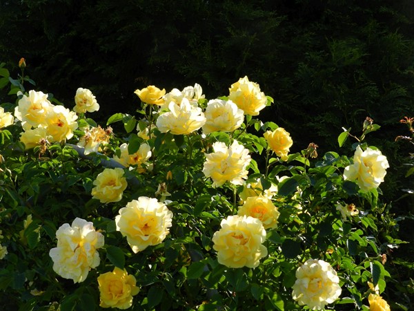 Popenjavke v Arboretumu Vočji Potok
