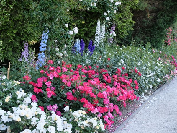 Prekrovne vrtnice v Arboretumu Volčji Potok
