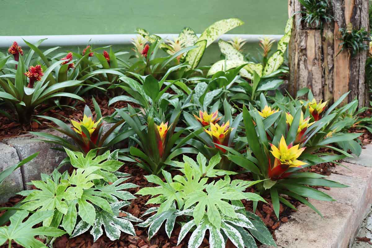 Razstava sobnih lončnic, ananasovk in orhidej