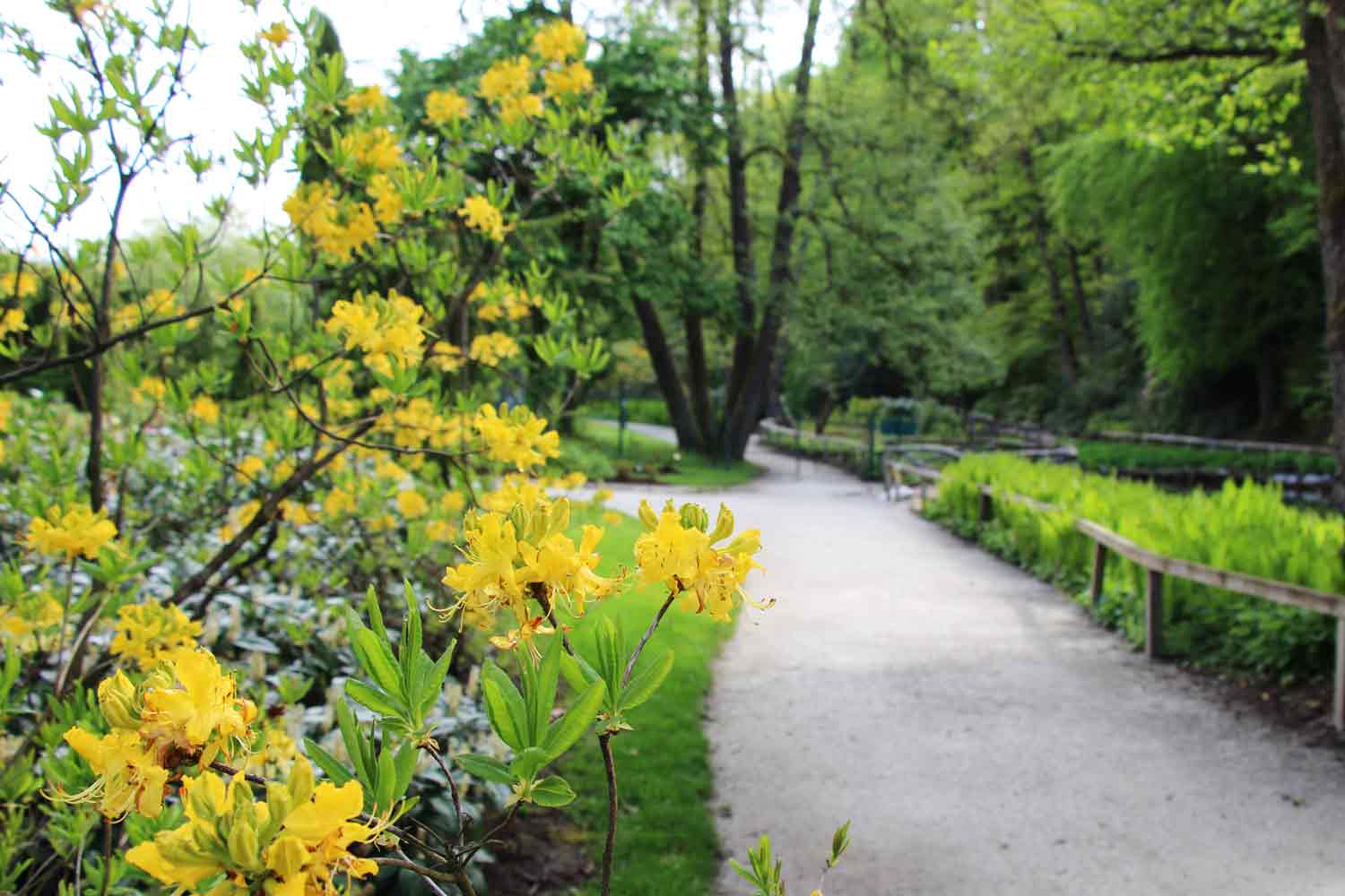 Hortikulturna sprostitev