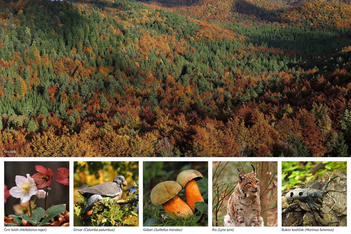 Ekosistemi Slovenije in biodiverziteta