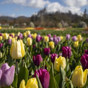 Spomladanska razstava cvetja in tulipanov