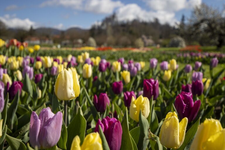 Spomladanska razstava cvetja in tulipanov