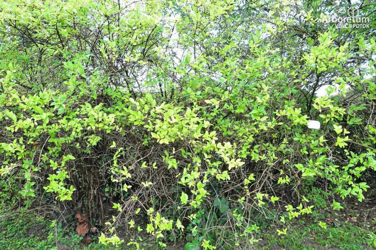 LONICERA × PURPUSII - Purposovo skrižano kosteničevje-image