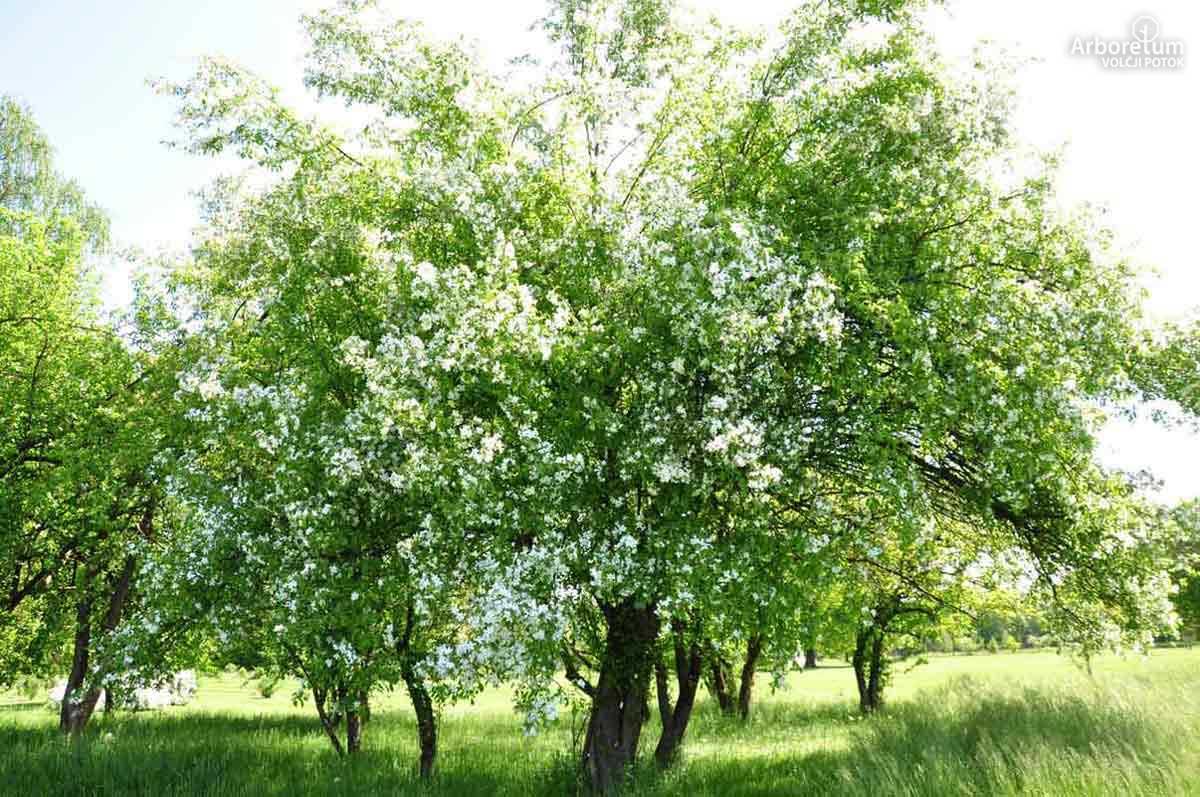 MALUS BACCATA VAR. MANDSHURICA - Mandžurska jagodasta jablana-image