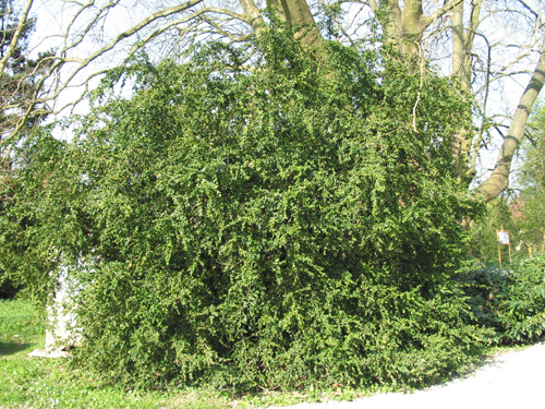 Buxus sempervirens – H Buxus sempervirens - H