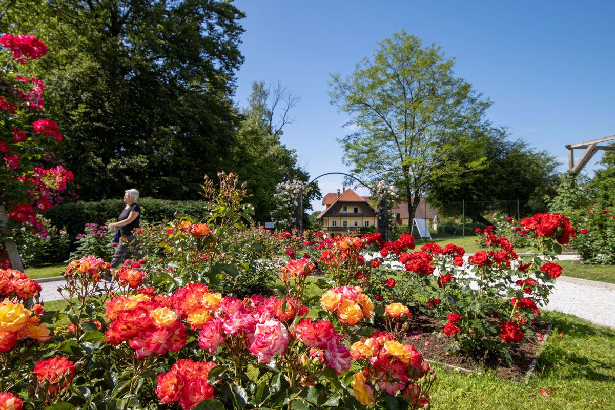 Svetovno priznanje za rožni vrt Arboretuma