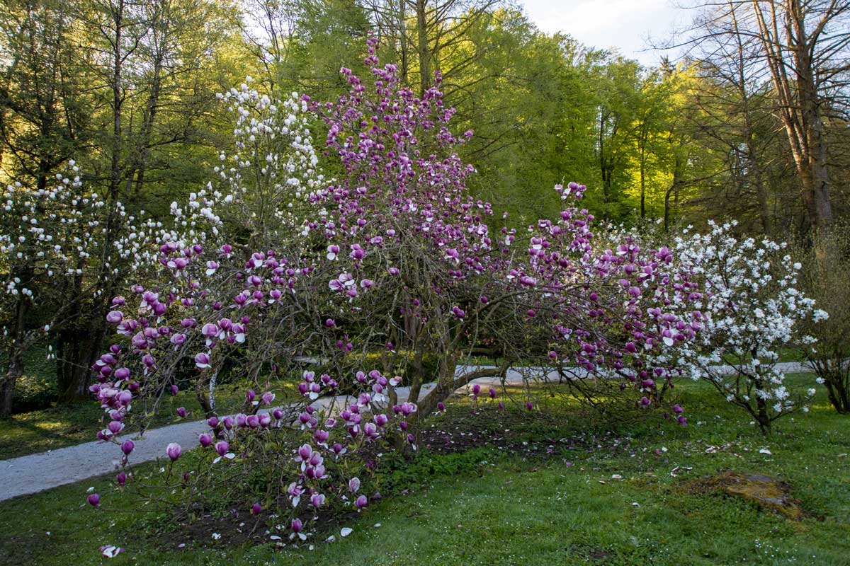 Soulangeova magnolija