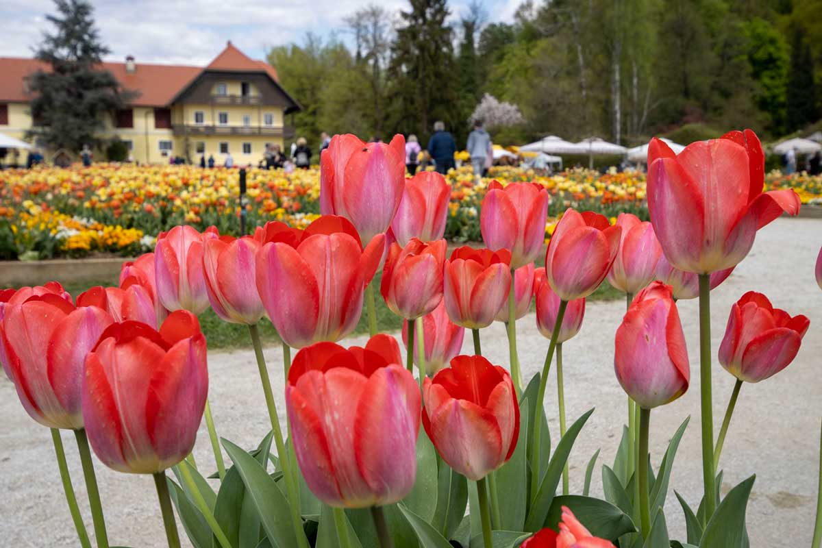 Spomladanska razstava cvetja in tulipanov 2023