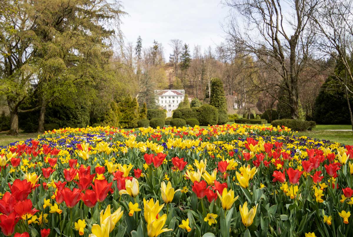 Foto natečaj Tulipani v Arboretumu 2023