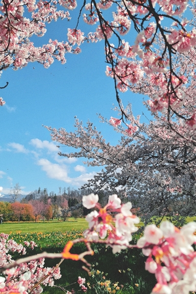 Bernarda Conič – Cvetenje