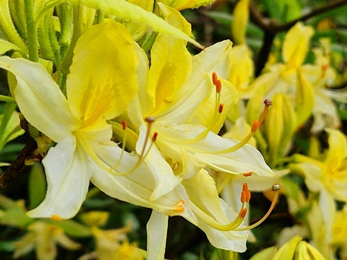 Bruna Vintar – Sončni žarki