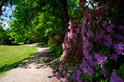 Diana Rostan – Cvetlična pot