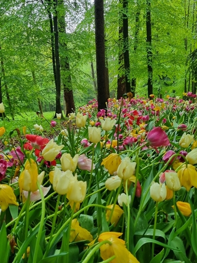 Elica Pavlič – Sprehod v dežju