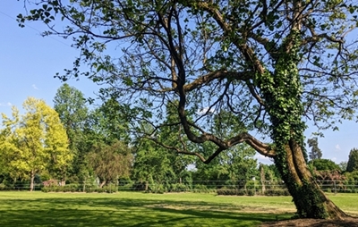 Eva Knapič Javornik – V senci