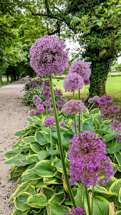 Eva Knapič Javornik – Vijolični luk