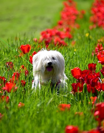 Katjuša Dolenšek – Pomlad