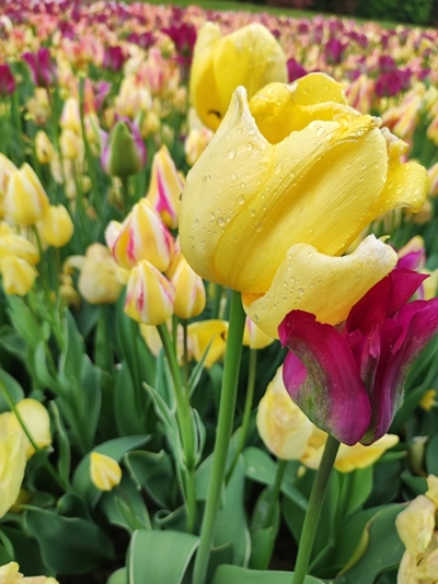 Katrin Kukovič – Tulipan v dezu