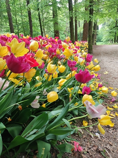 Katrin Kukovič – Tulipani v gozdu