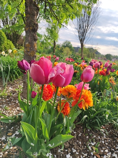 Katrin Kukovic – Tulipani v soncu