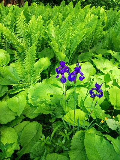 Laura Zalar – Perunika