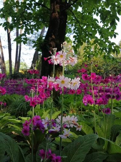 Mojca Stupica – Jegliči v čudovitih barvah pomladi